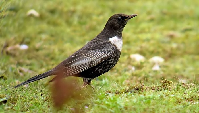 Ring Ouzel