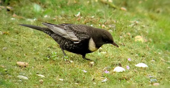 Ring Ouzel