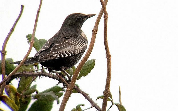 Ring Ouzel