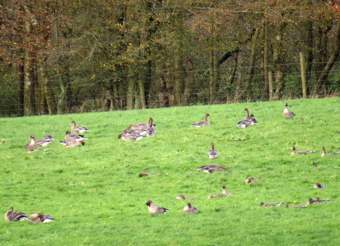 Taiga Bean Goose