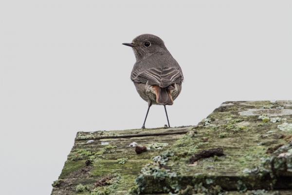 Black Redstart