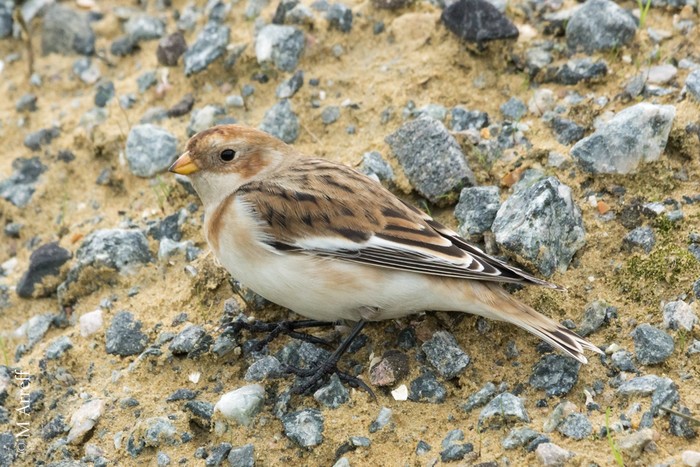 Snow Bunting