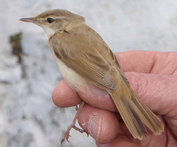 Paddyfield Warbler