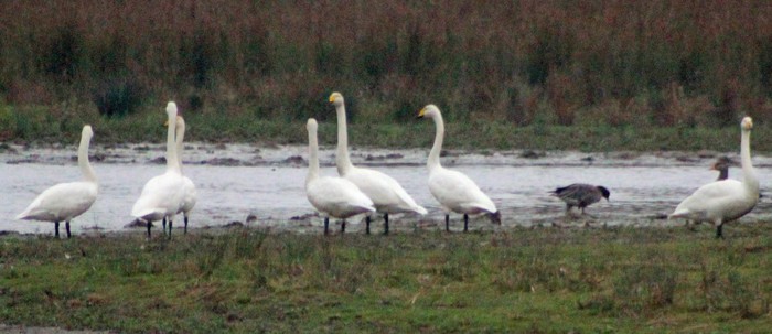 Whooper Swan