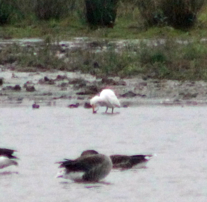 Cattle Egret