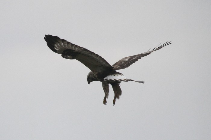 Rough-legged Buzzard
