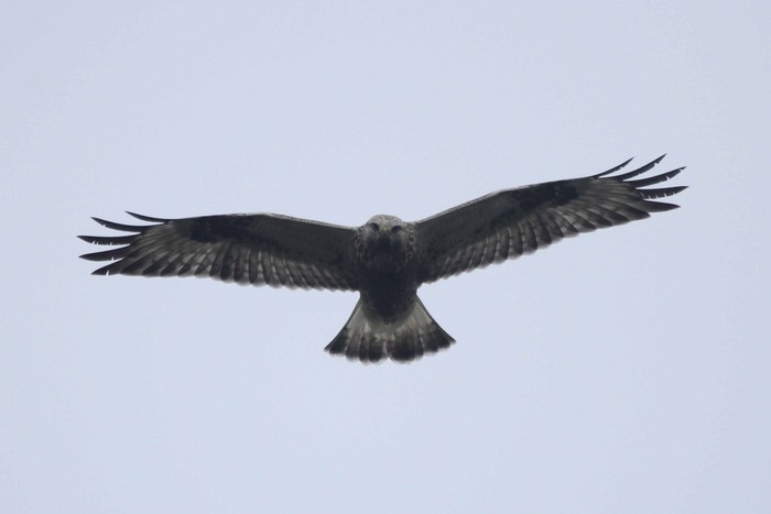 Rough-legged Buzzard