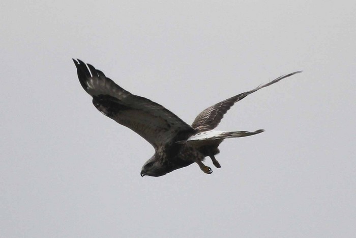Rough-legged Buzzard