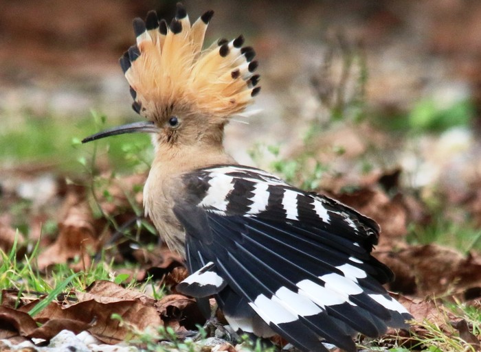 Hoopoe