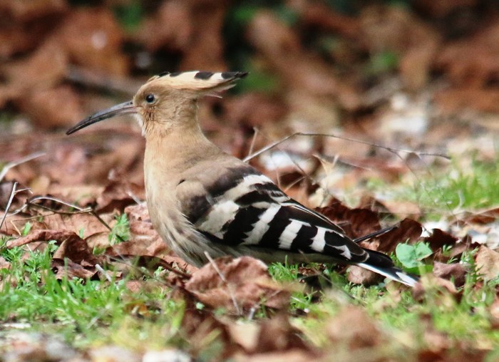 Hoopoe