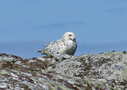 Snowy Owl