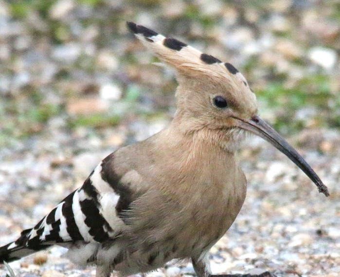 Hoopoe
