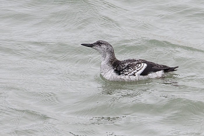 Black Guillemot