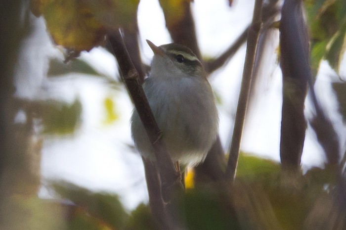 Eastern Crowned Warbler