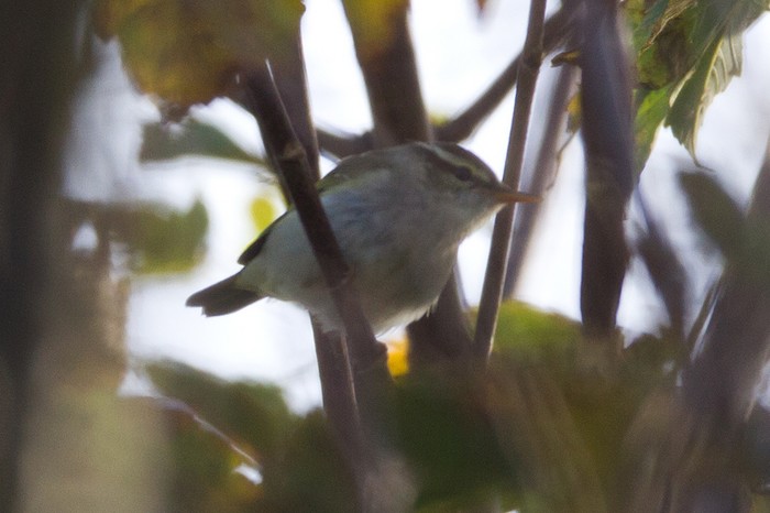 Eastern Crowned Warbler