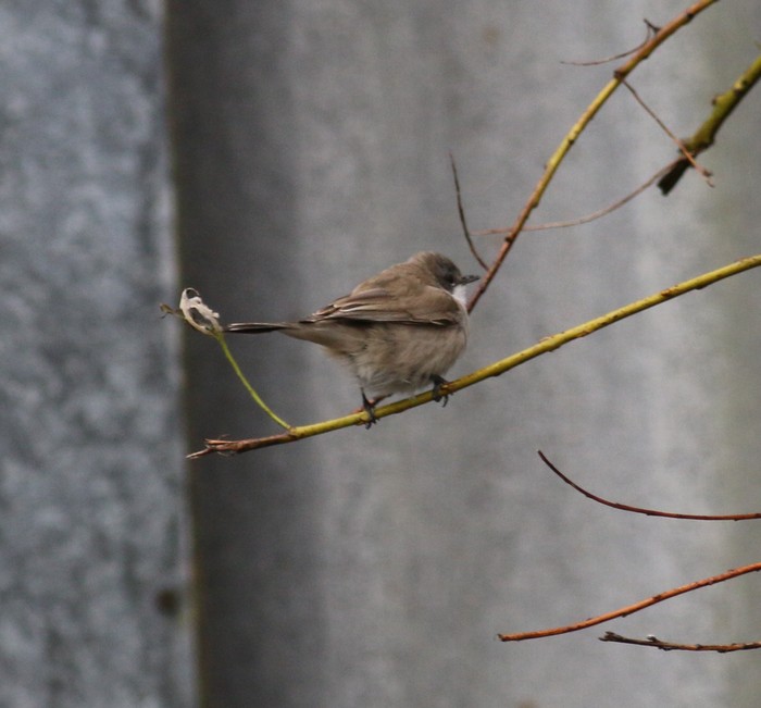 Siberian Lesser Whitethroat