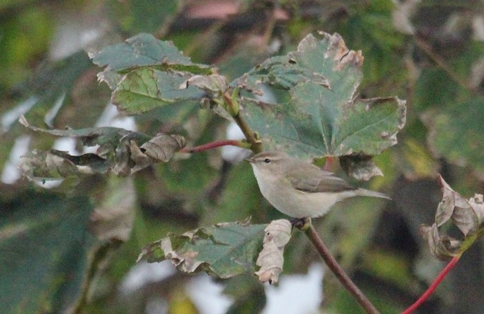 Siberian Chiffchaff