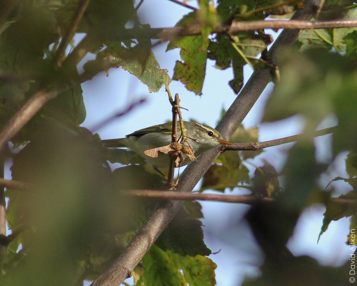 Eastern Crowned Warbler