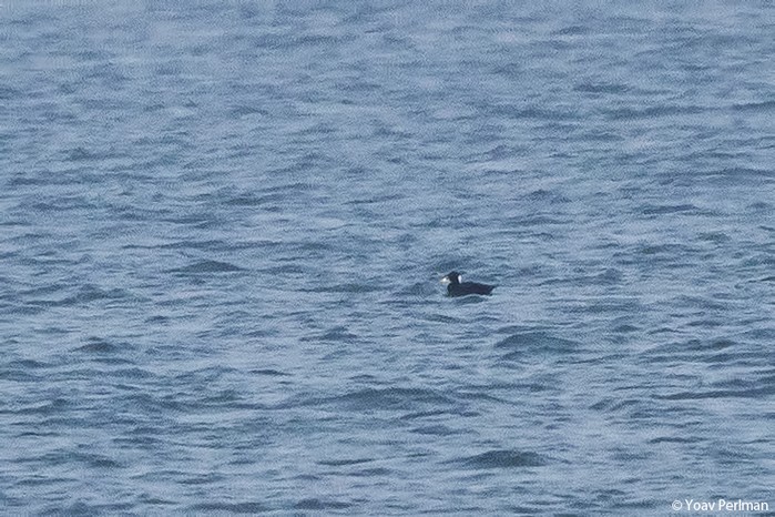Surf Scoter