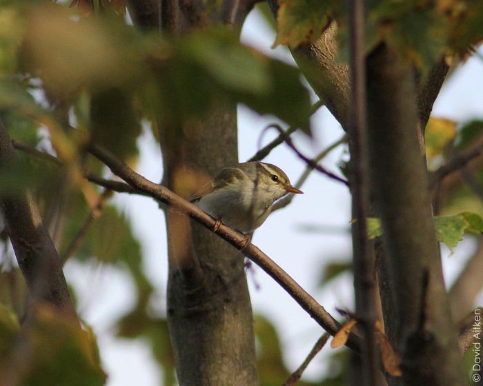 Eastern Crowned Warbler