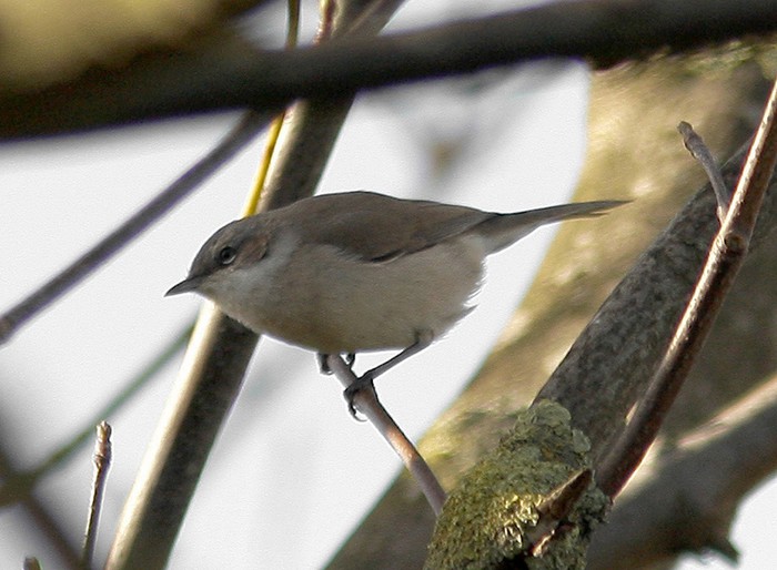 Possible Siberian Lesser Whitethroat (blythi)