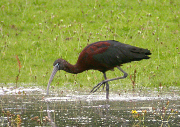 Glossy Ibis