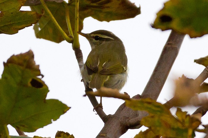Eastern Crowned Warbler