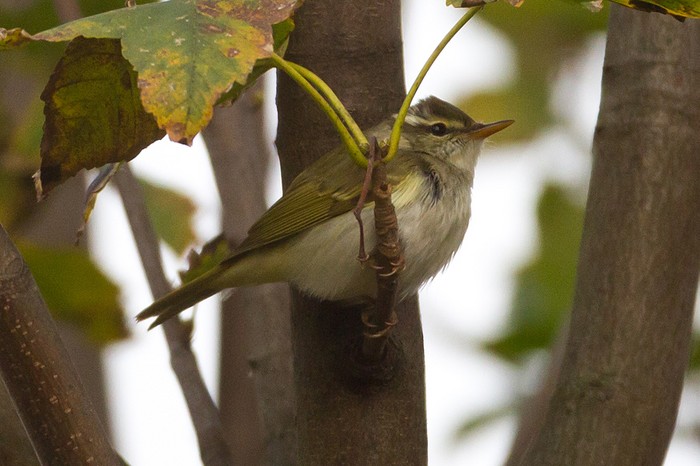 Eastern Crowned Warbler