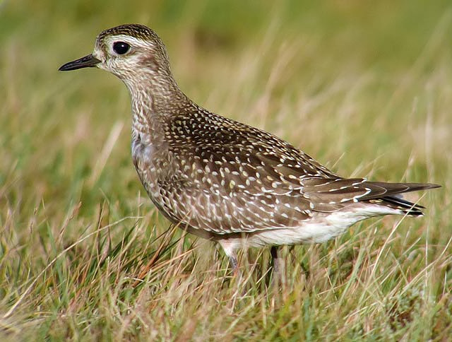 American Golden Plover