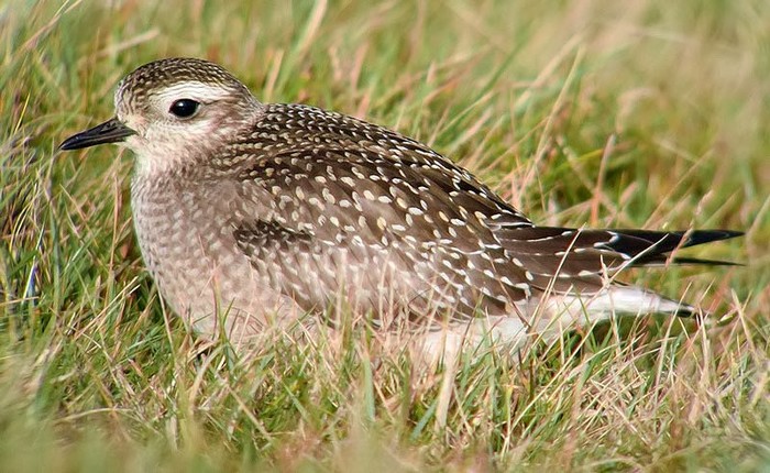 American Golden Plover