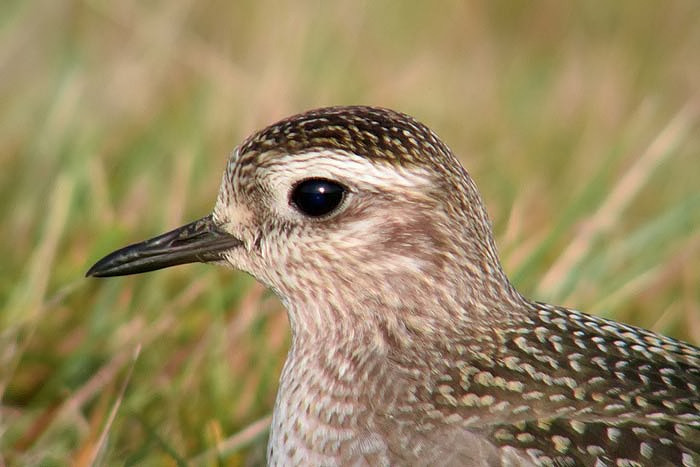 American Golden Plover