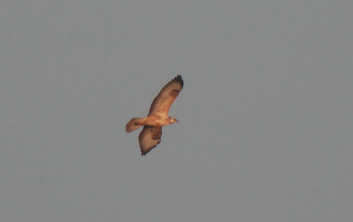 Common Buzzard