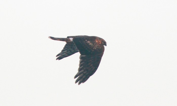 Hen Harrier