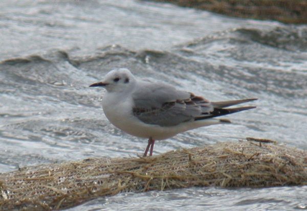 Bonaparte's Gull