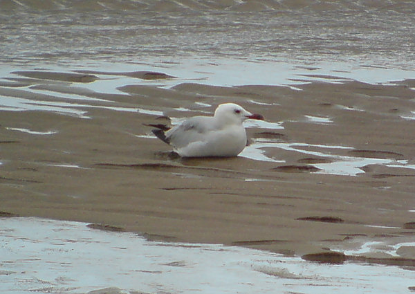 Audouin's Gull