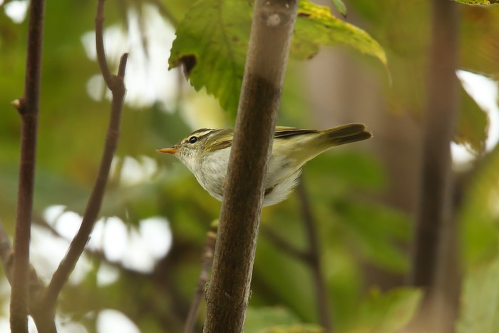 Eastern Crowned Warbler