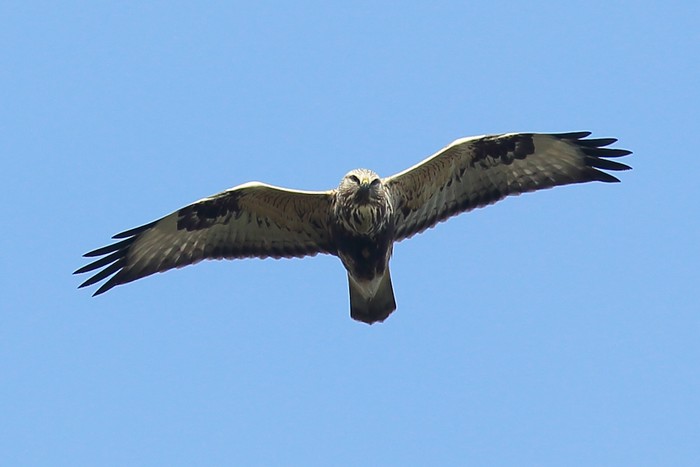 Rough-legged Buzzard