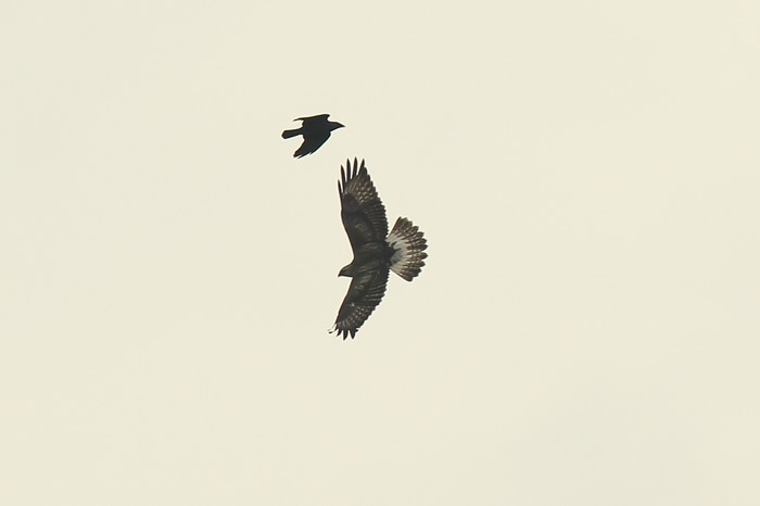 Rough-legged Buzzard