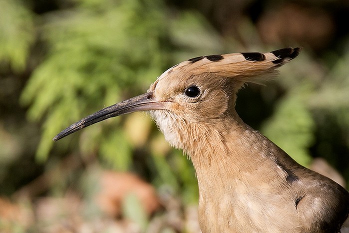 Hoopoe