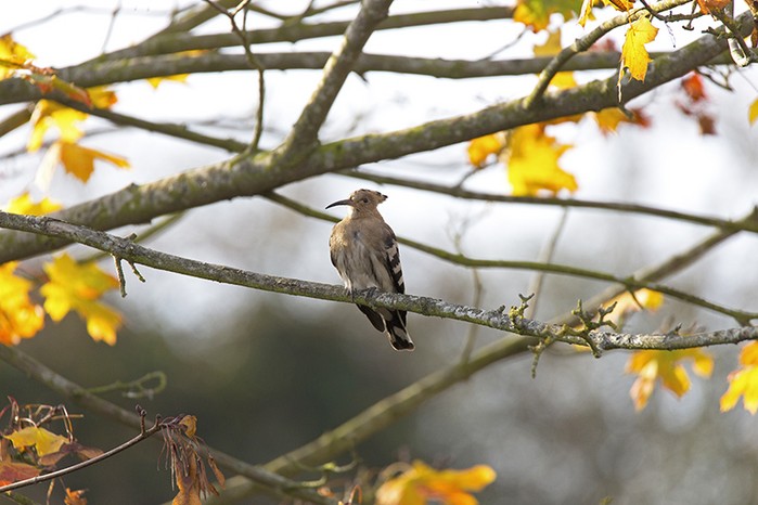 Hoopoe