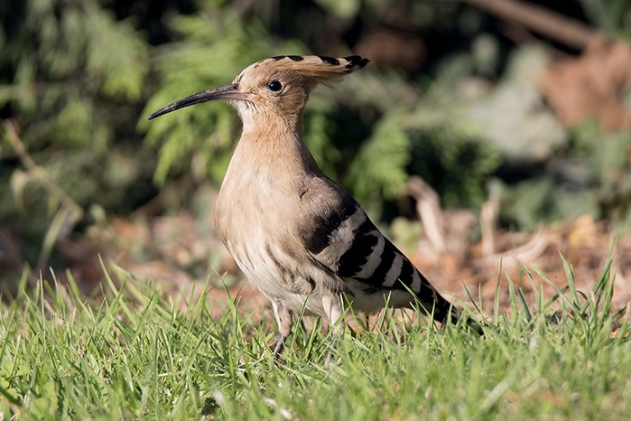 Hoopoe