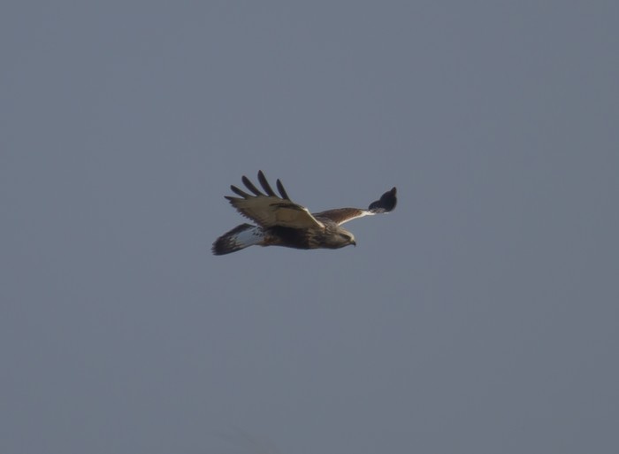 Rough-legged Buzzard