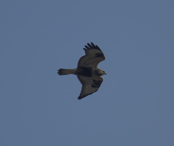 Rough-legged Buzzard