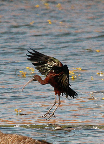 Glossy Ibis