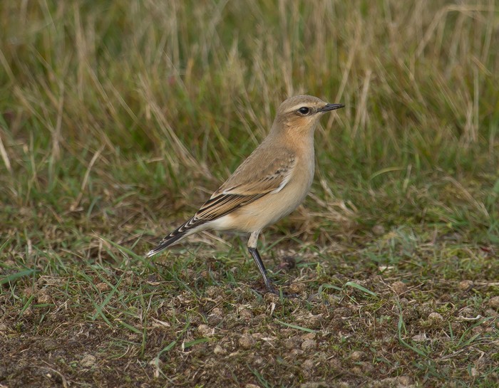 Wheatear