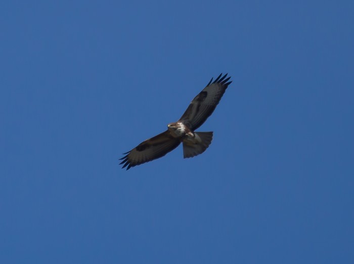 Buzzard