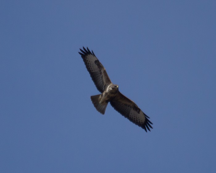 Buzzard
