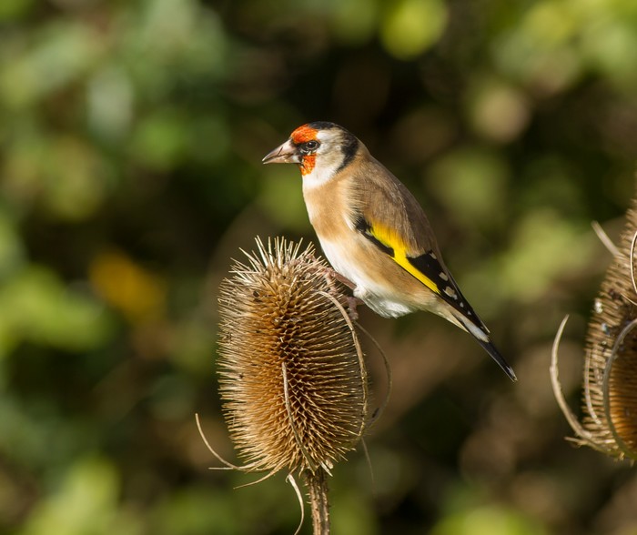 Goldfinch