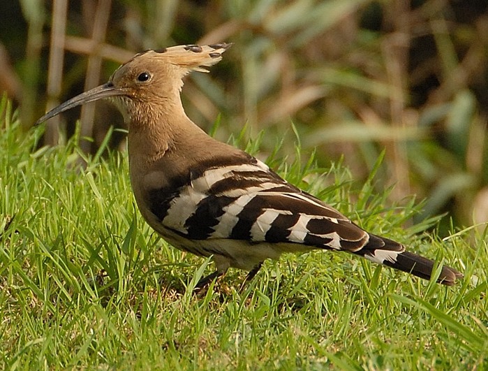 Hoopoe