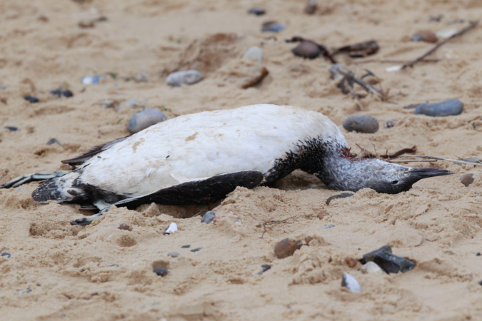 Red-throated Diver